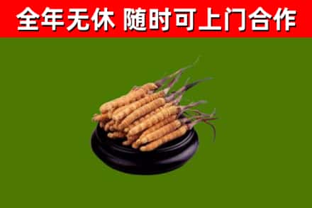 邓州烟酒回收冬虫夏草.jpg